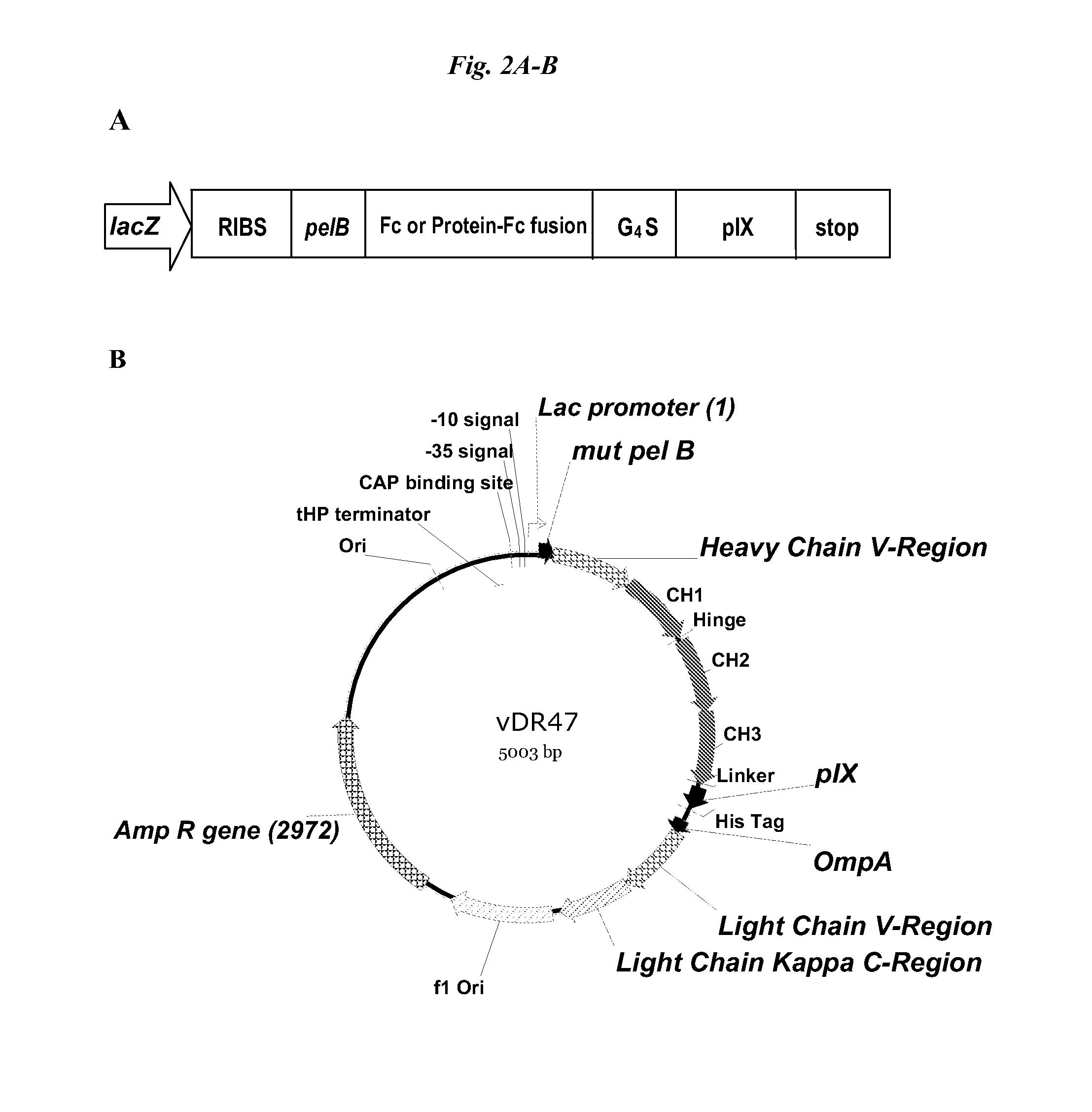 Display of disulfide linked dimeric proteins in filamentous phage