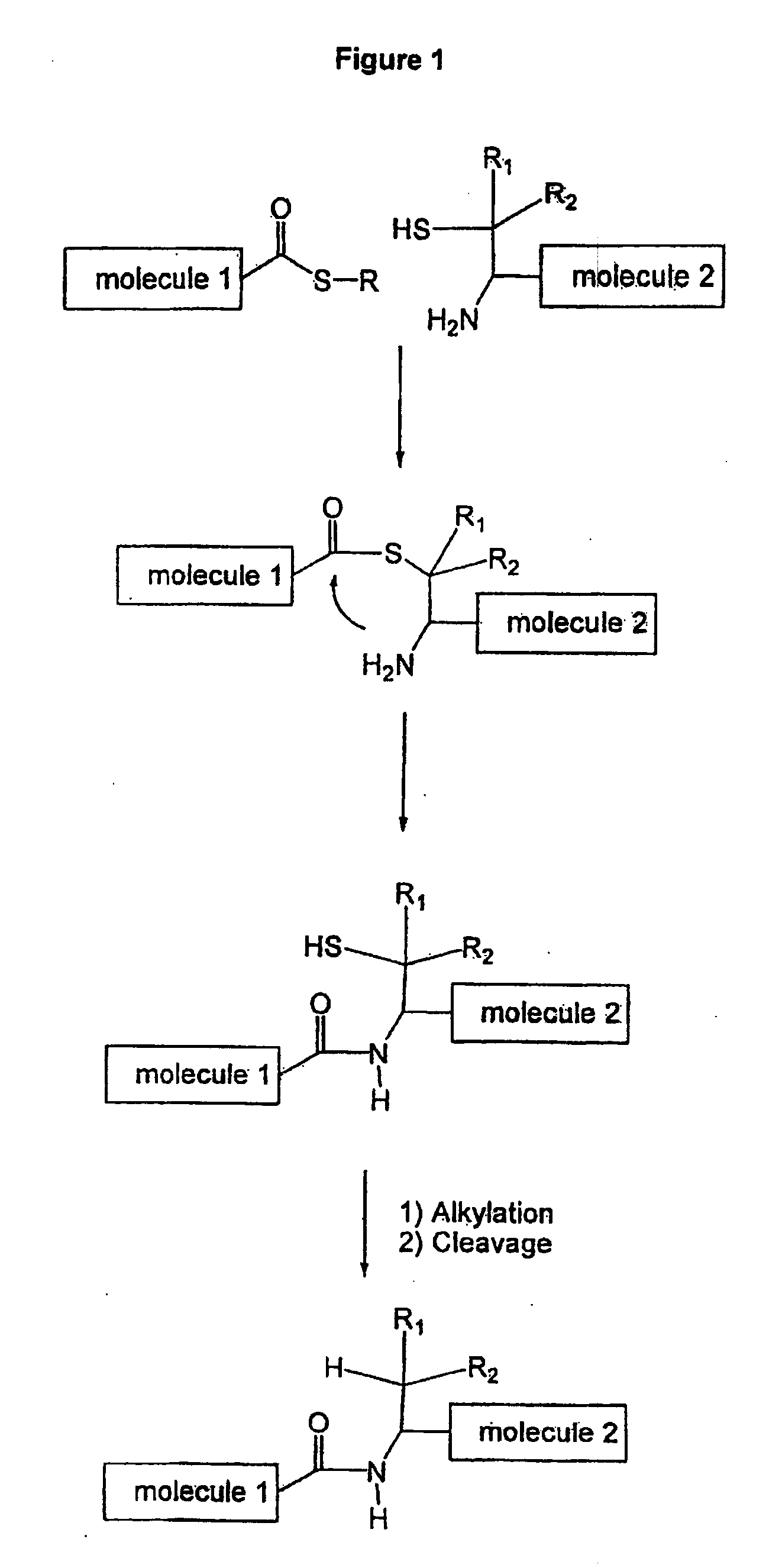 Side-Chain Extended Ligation