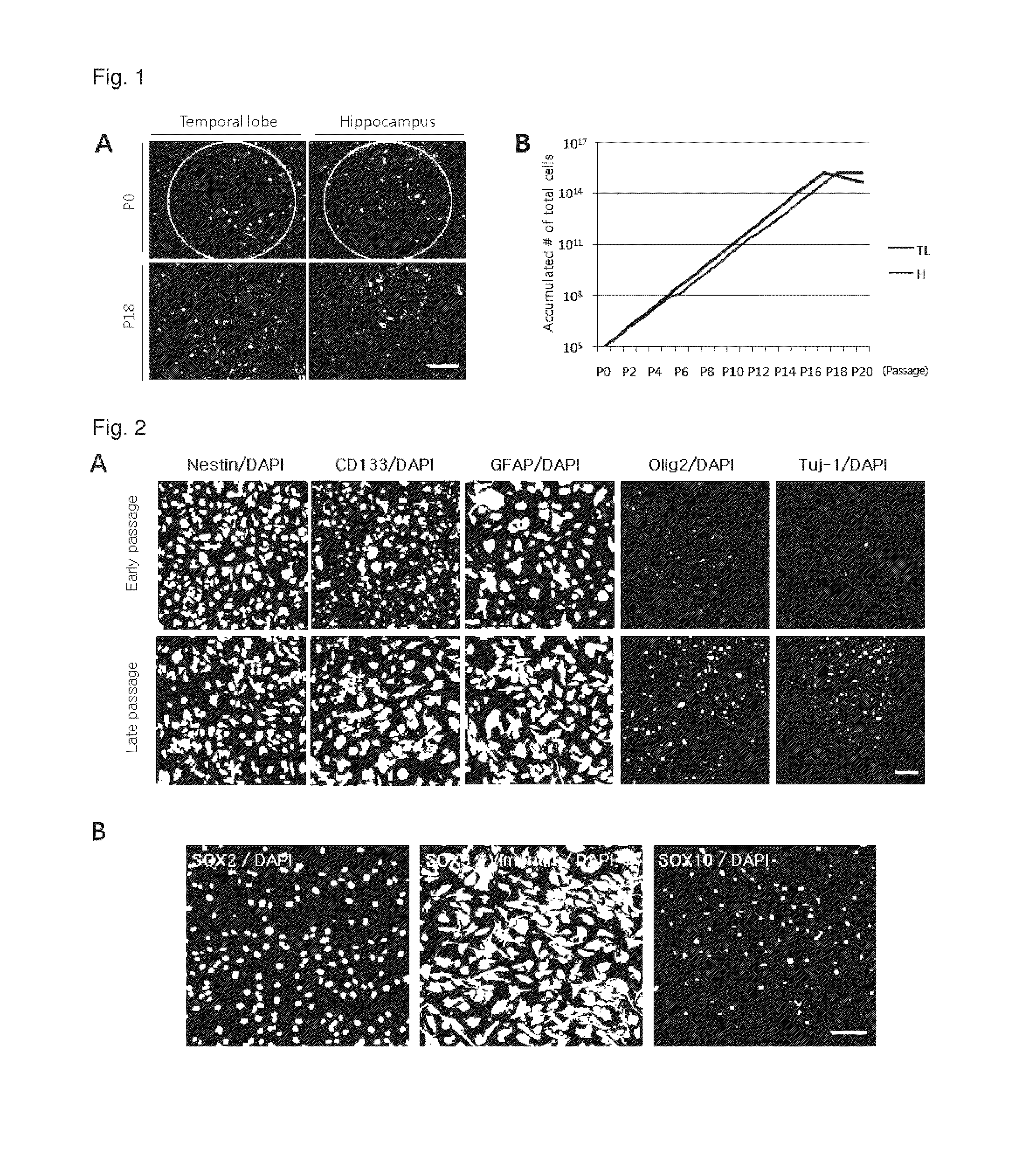 Method for proliferating stem cells by activating c-MET/HGF signaling and notch signaling