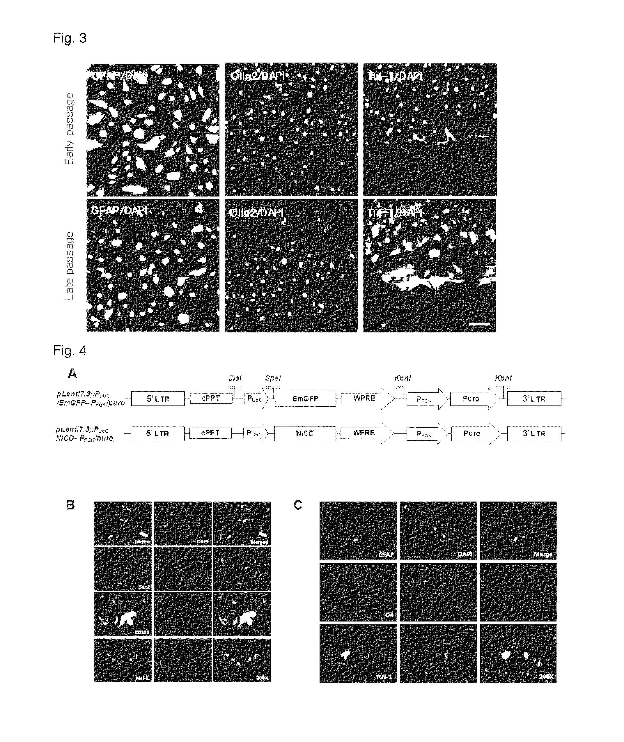 Method for proliferating stem cells by activating c-MET/HGF signaling and notch signaling