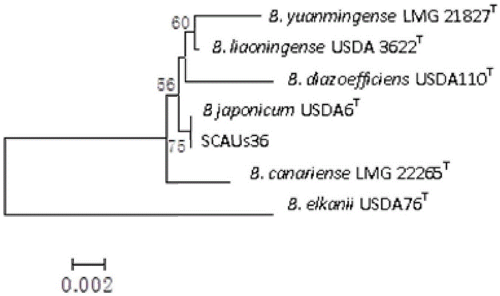 A Soybean Bradyrhizobium scaus36 and Its Application