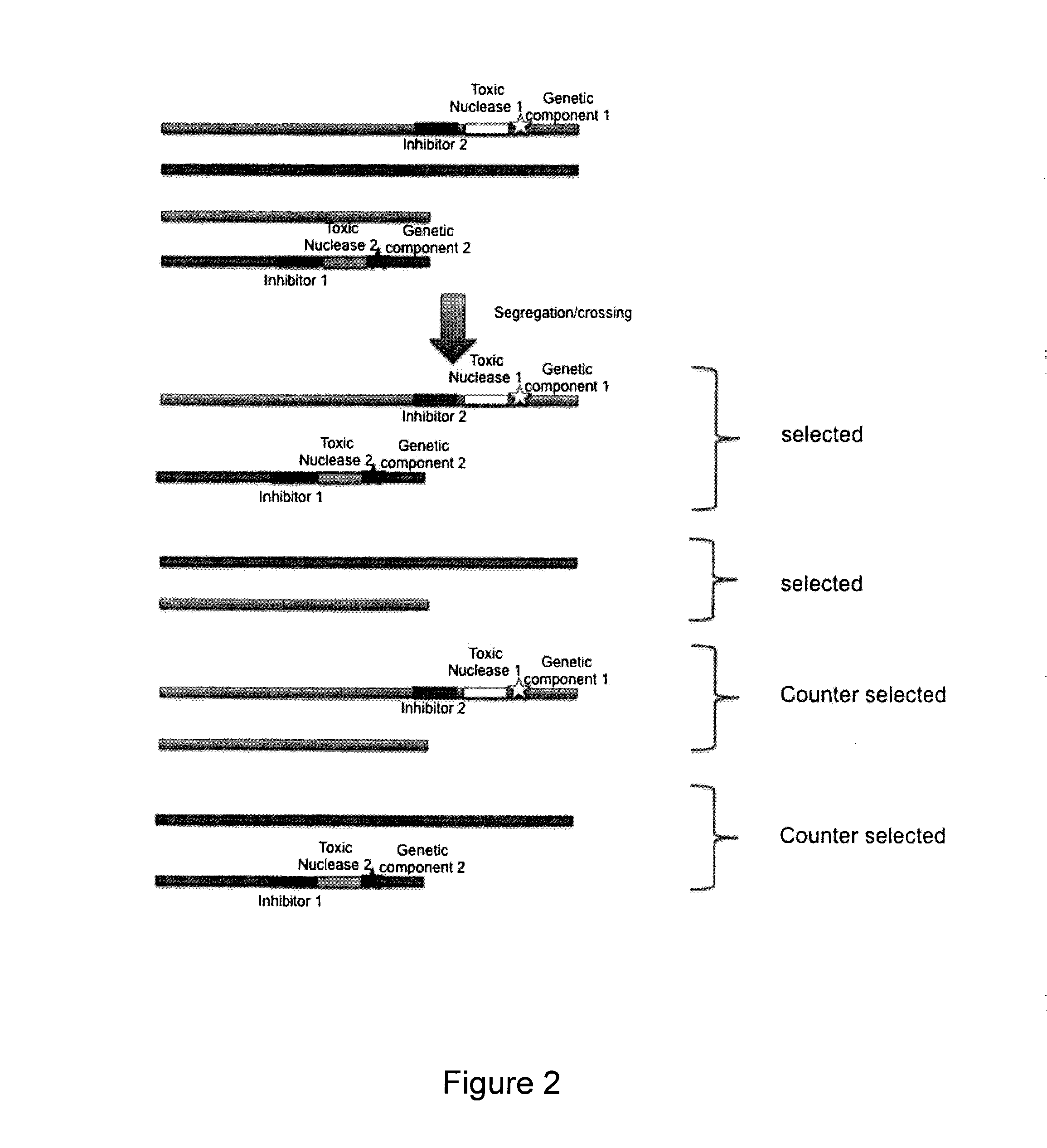 Method to counter-select cells or organisms by linking loci to nuclease components