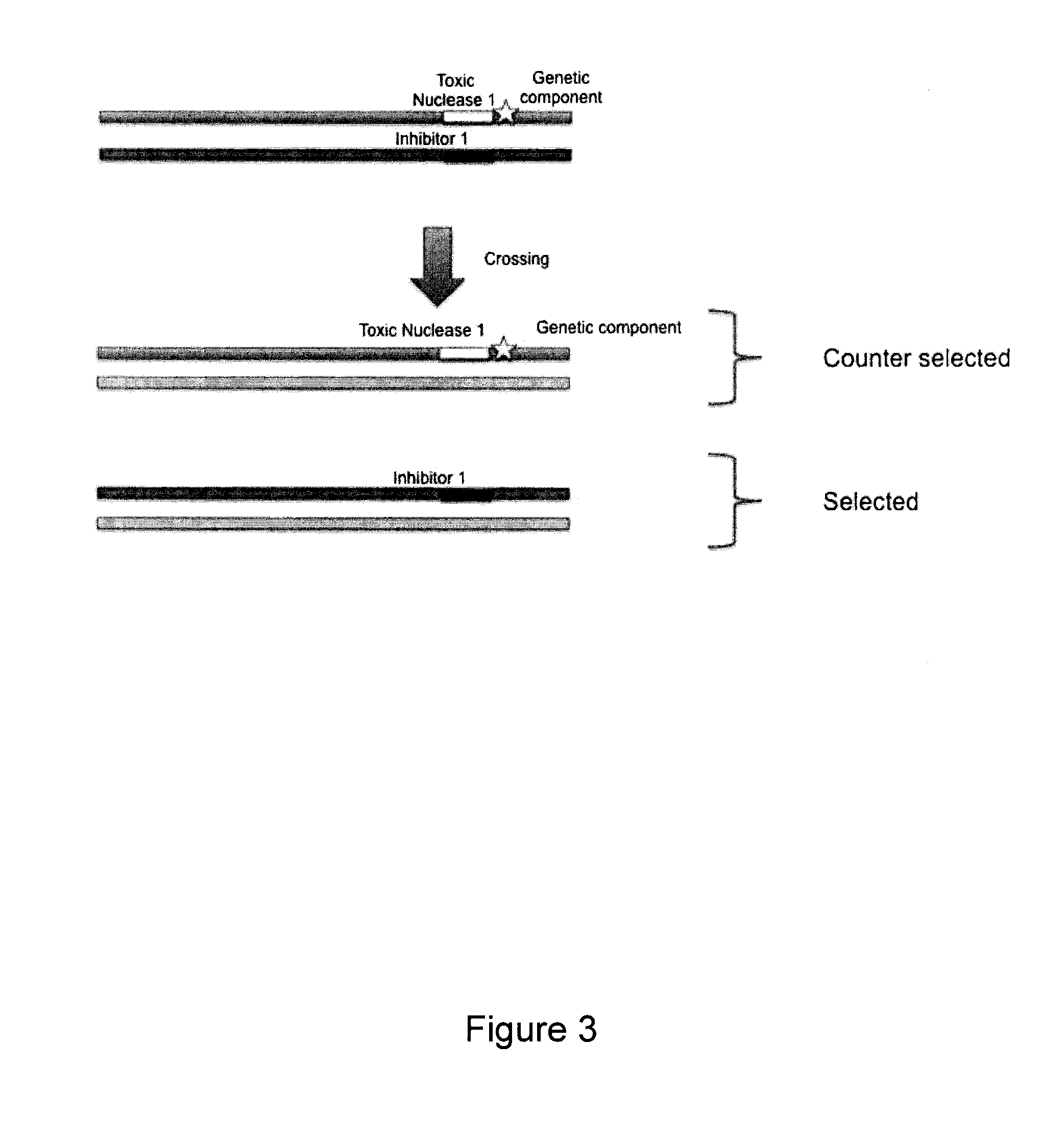 Method to counter-select cells or organisms by linking loci to nuclease components