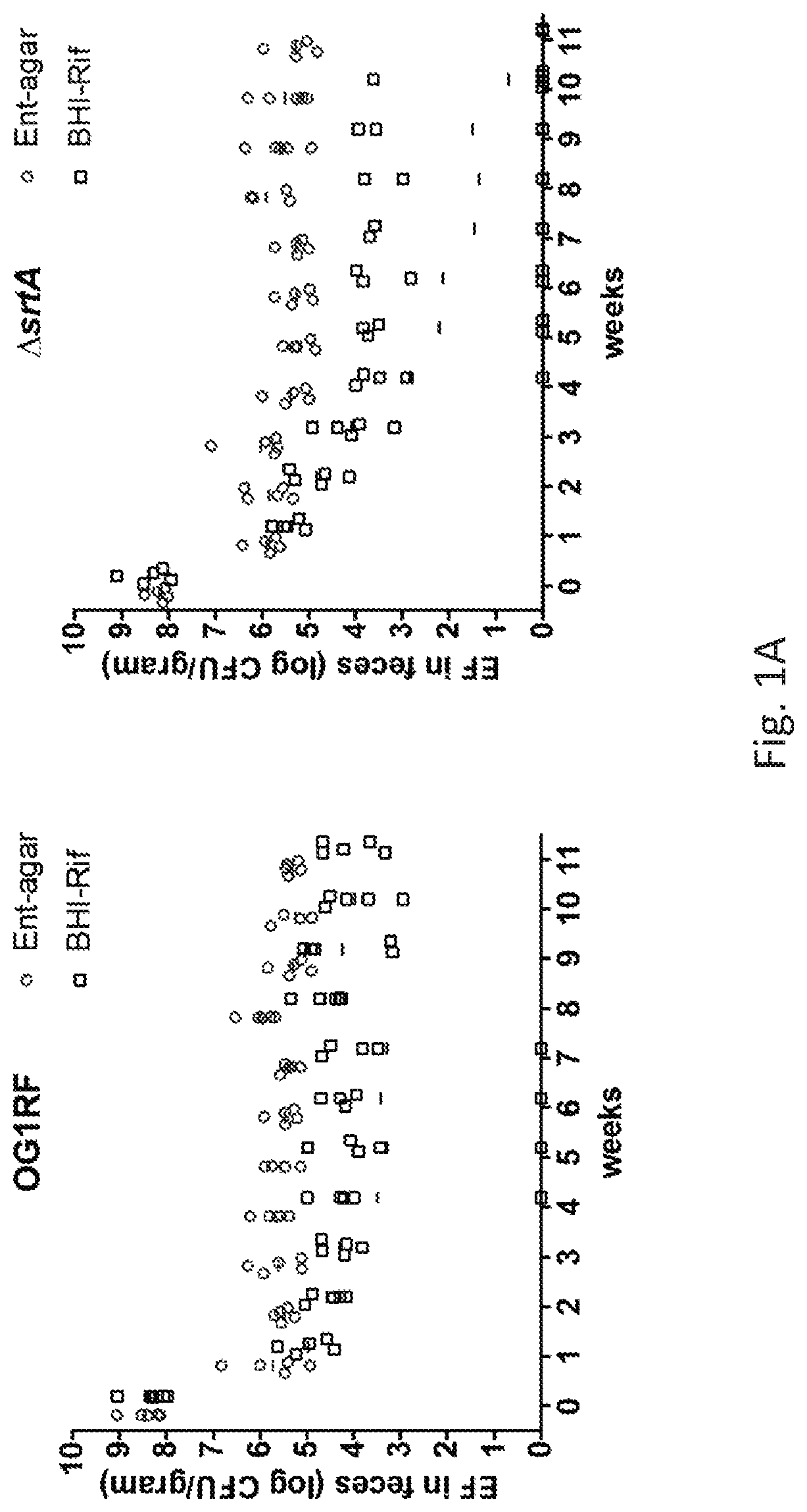 engineered-bacterial-strain-that-reduces-antibiotic-resistant