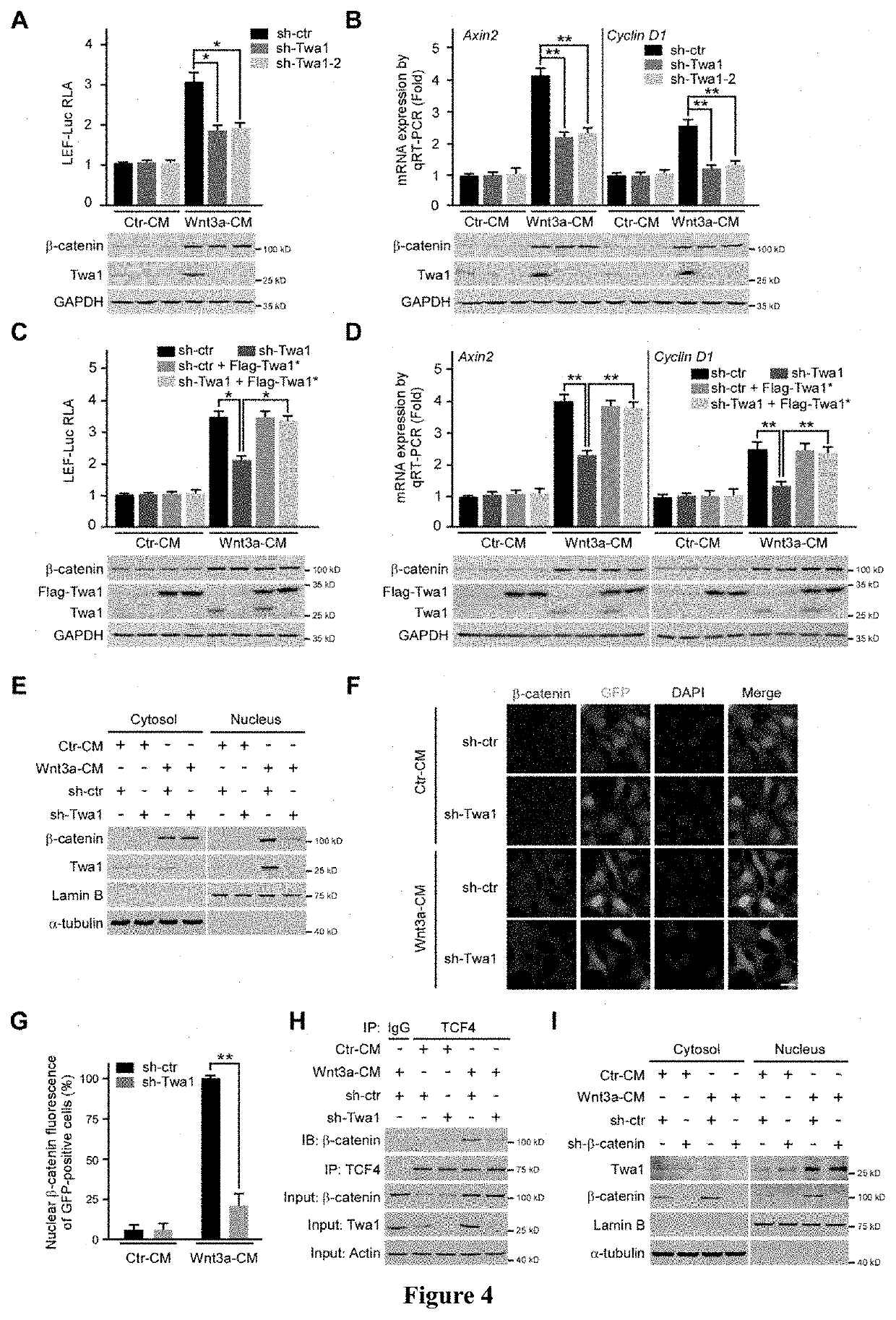Gene and its expression product promoting the occurrence and development of cancer and application
