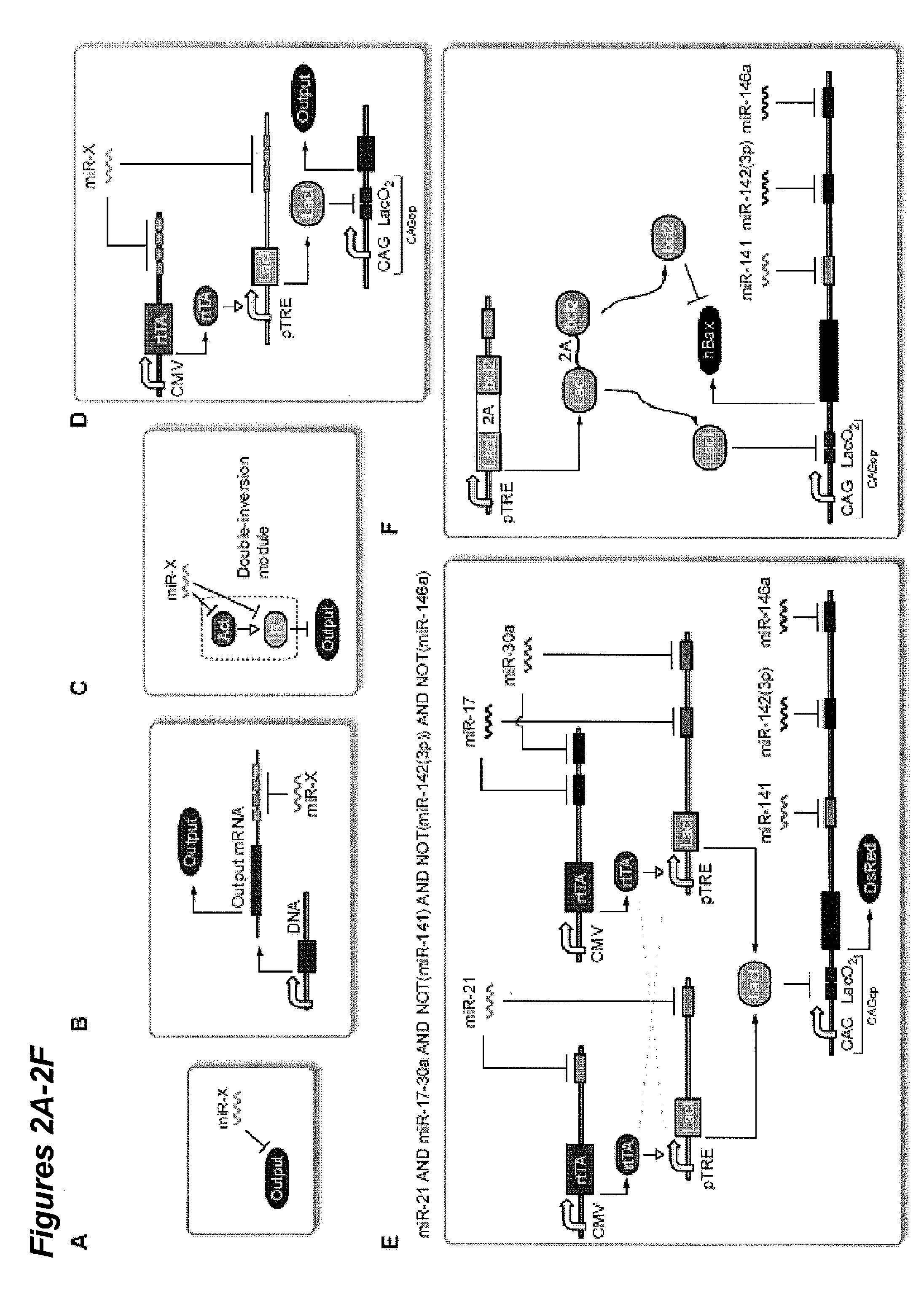 Multiple input biologic classifier circuits for cells
