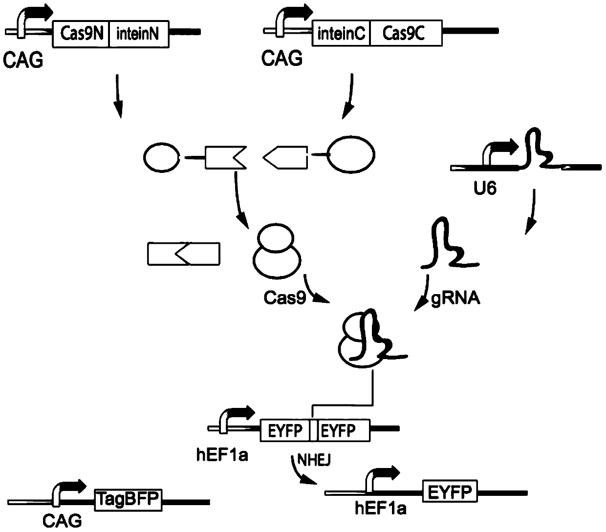 Method for gene editing and expression regulation using split cas system