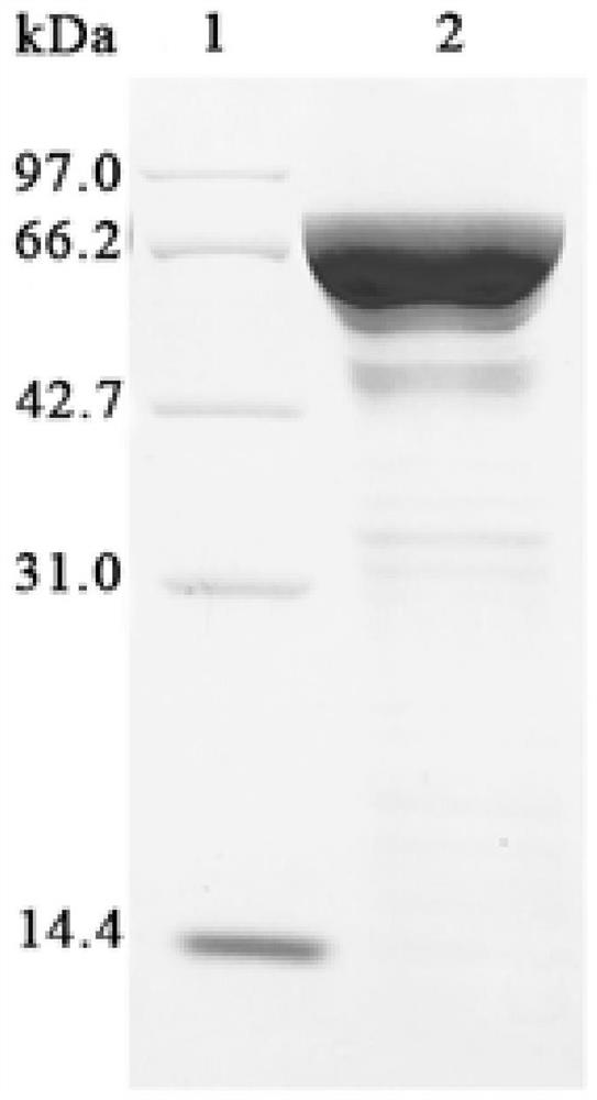 Quantitative detection method for content of chondroitin sulfate polysaccharide in fermentation liquor