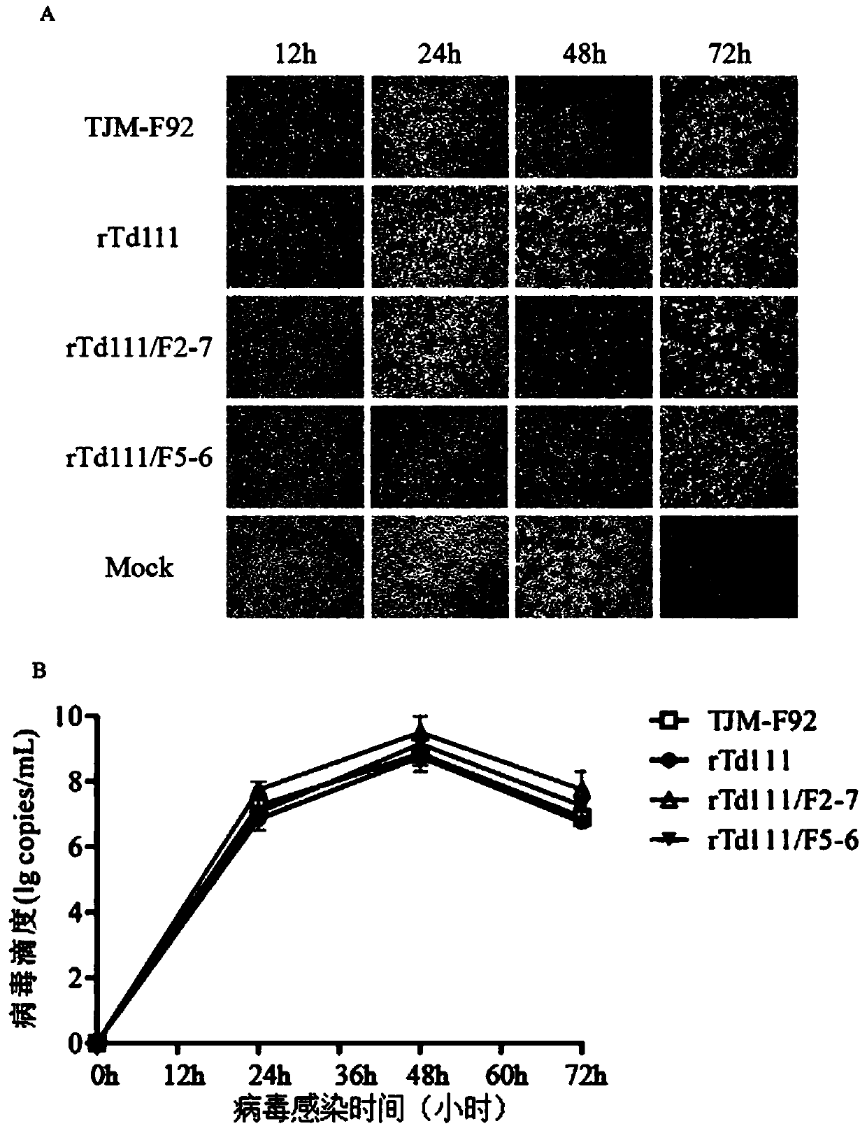 Chimeric strain of porcine reproductive and respiratory syndrome virus and application thereof