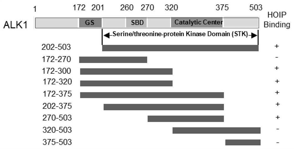 Application of HOIP inhibitor in preparation of medicine for treating type II hereditary hemorrhagic telangiectasia