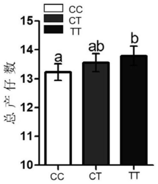 Mutation site associated with total litter size character of sow and application of mutation site