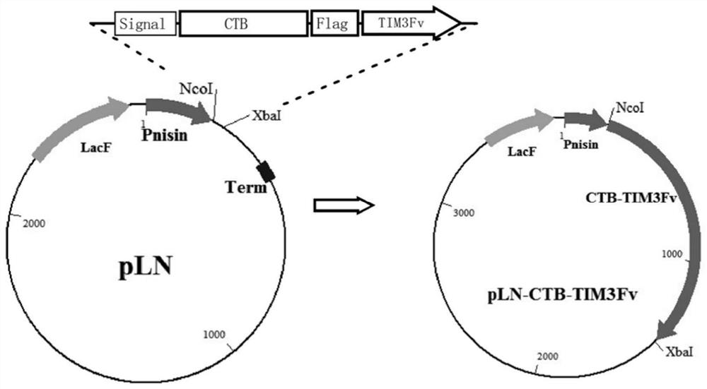 Transformation of lactic acid bacteria with tim3 human single chain antibody fusion gene and its application
