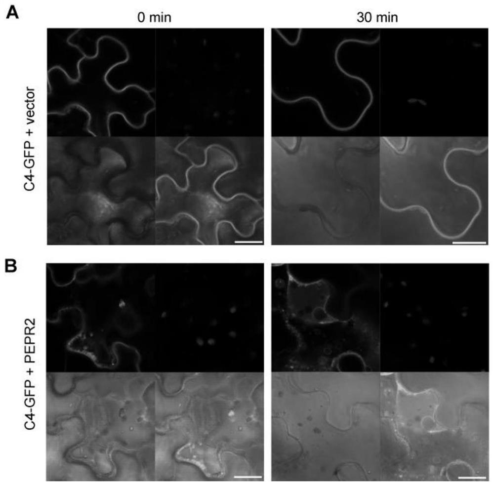 A method for Arabidopsis thaliana pepr2 protein and atpep1 small peptide to synergistically inhibit geminivirus infection