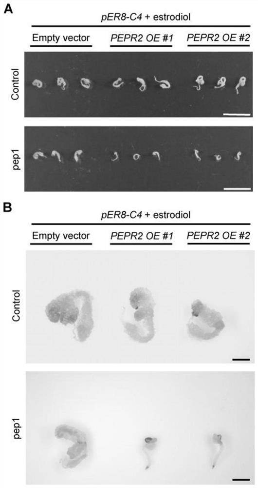 A method for Arabidopsis thaliana pepr2 protein and atpep1 small peptide to synergistically inhibit geminivirus infection