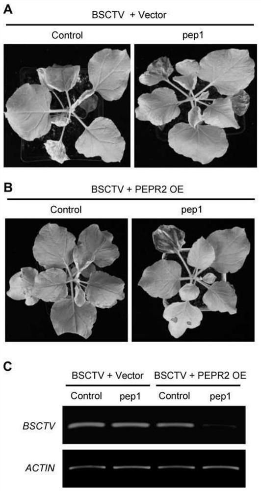 A method for Arabidopsis thaliana pepr2 protein and atpep1 small peptide to synergistically inhibit geminivirus infection