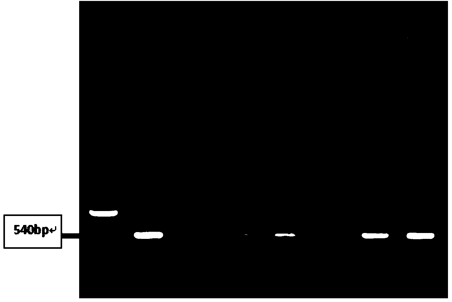 Construction method for anti-insect transgene corn with stable heredity