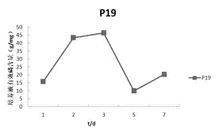 Inorganic phosphate solubilizing bacteria capable of promoting accumulation of dry matter in eucalyptus