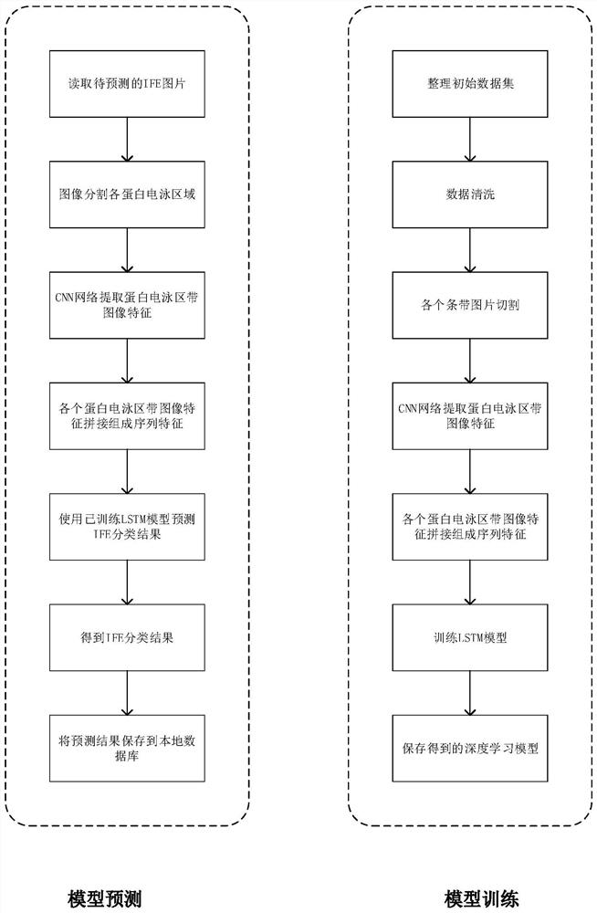 Establishment and application method of an automatic recognition model of immunofixation electrophoresis