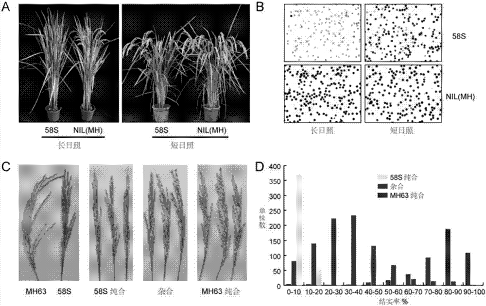 Isolation and cloning of paddy rice photoperiod sensitive genic male sterility gene pms1 and application thereof