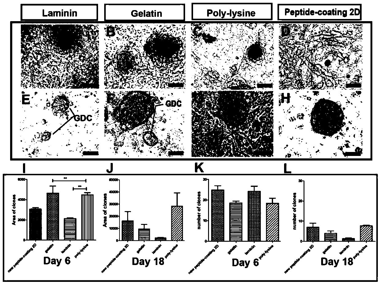 Long-term culture method for spermatogonial stem cells in vitro without feeder layer