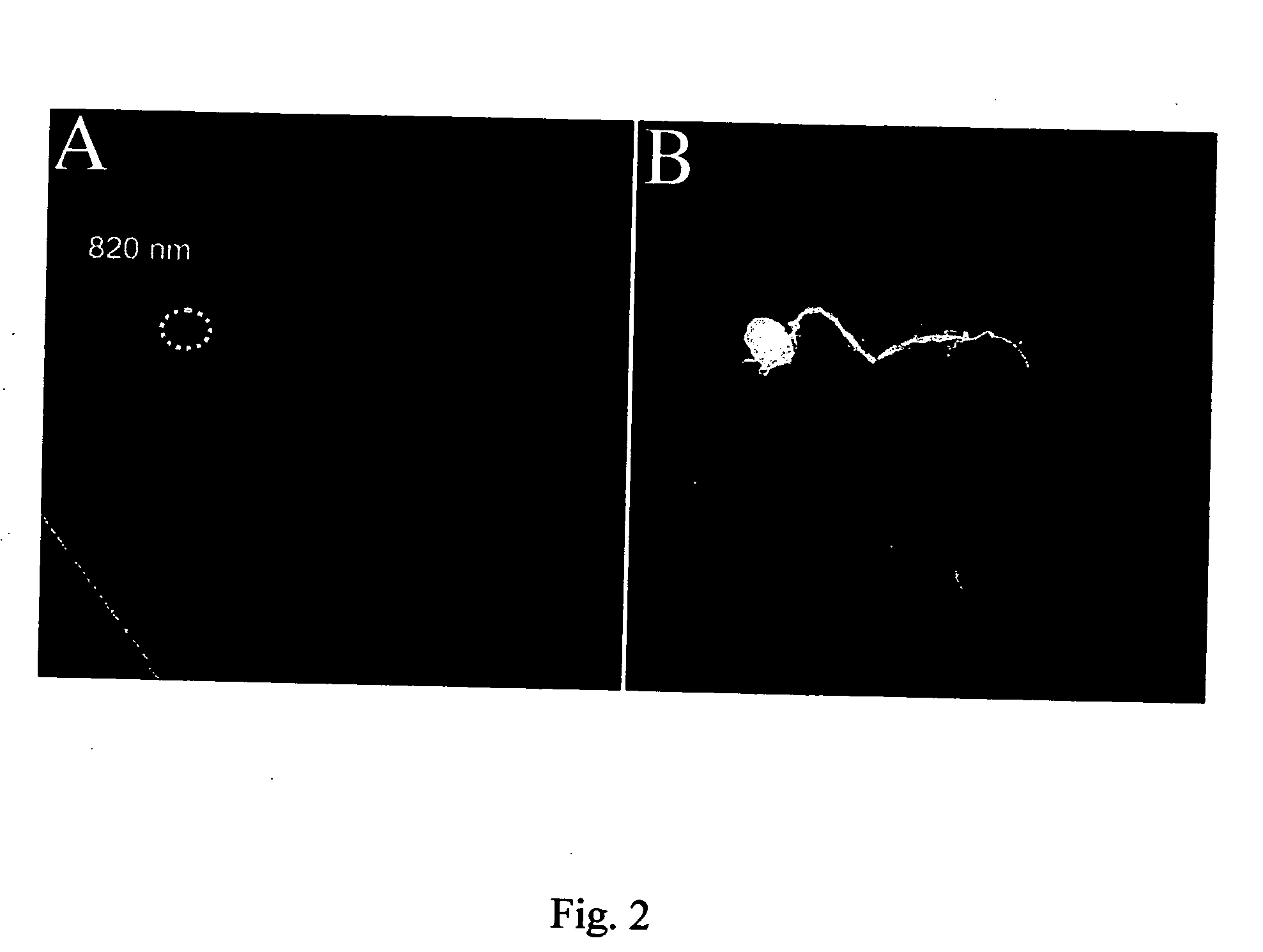 Method for labeling specific cells within living cells or tissues