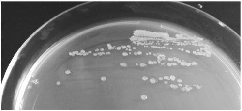 Microbial preparation for degrading aflatoxin and application