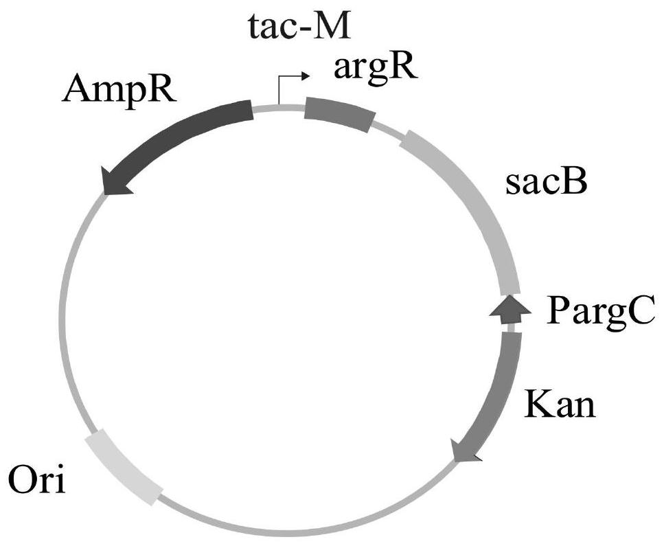 A method for screening arginine high-yielding strains using a biosensor