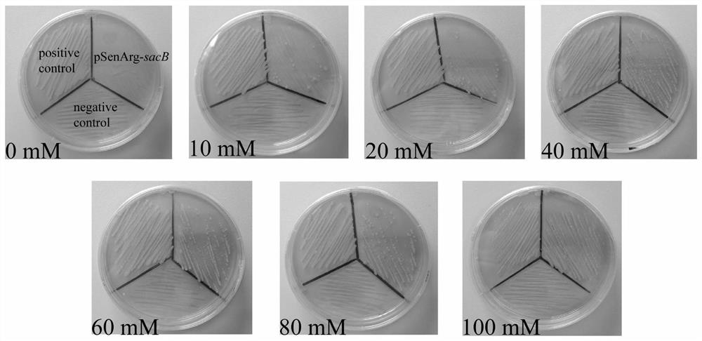 A method for screening arginine high-yielding strains using a biosensor