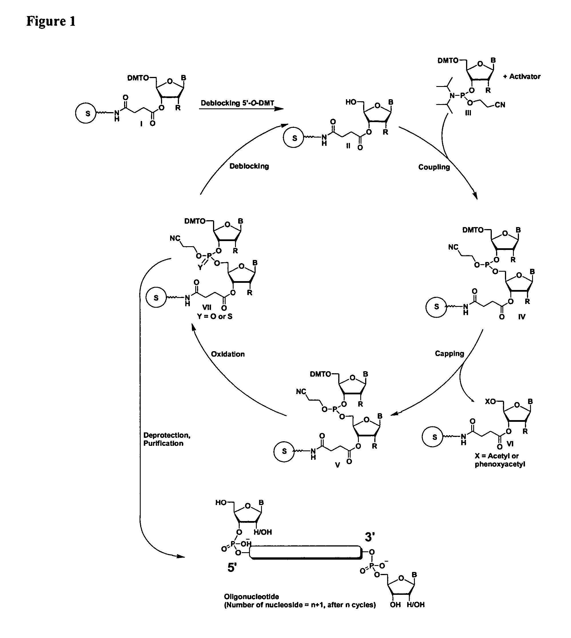 Oligonucleotides comprising a modified or non-natural nucleobase