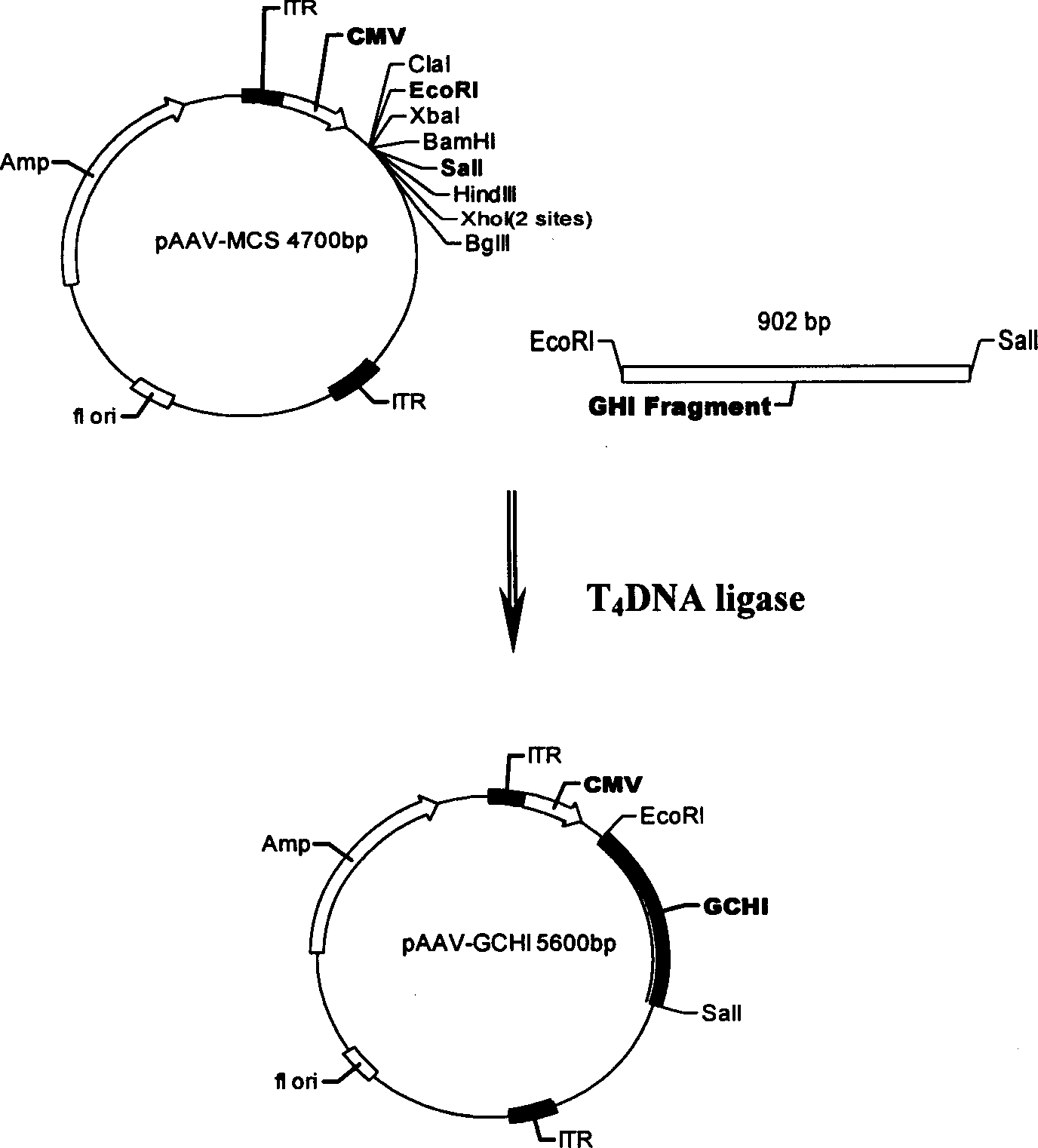 Adeno-associated virus mediating trigenic cell expression system