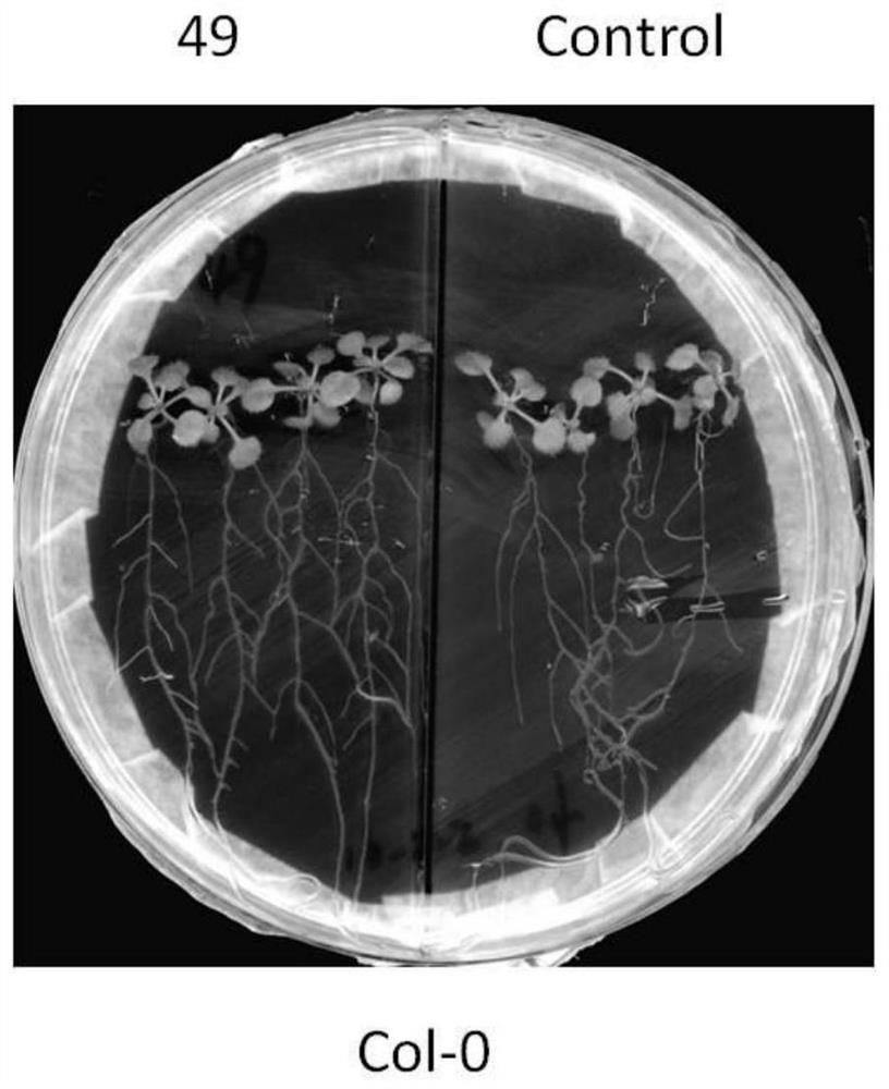 A kind of Enterobacter cloacae bacterial strain and its application