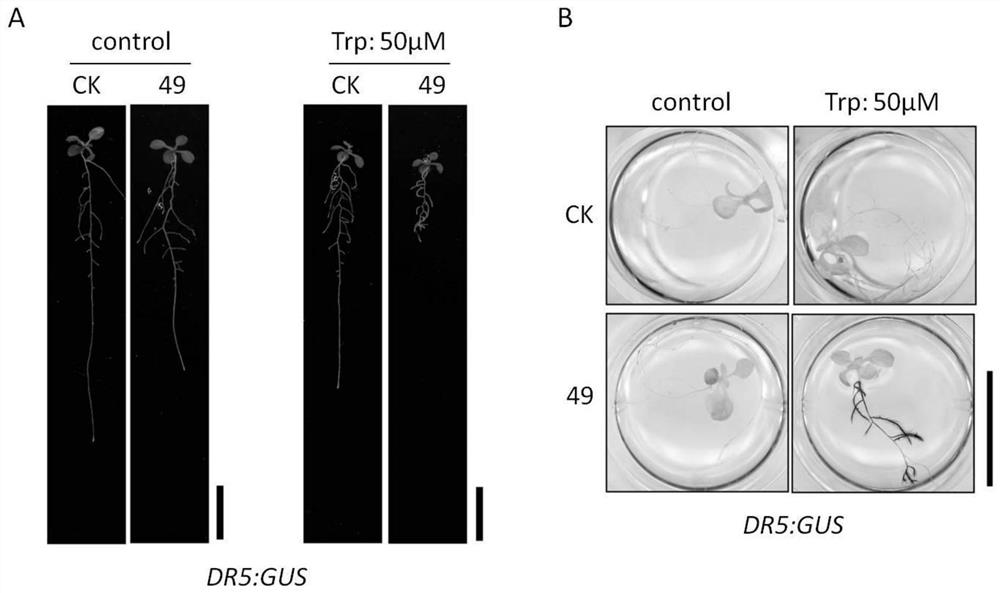 A kind of Enterobacter cloacae bacterial strain and its application