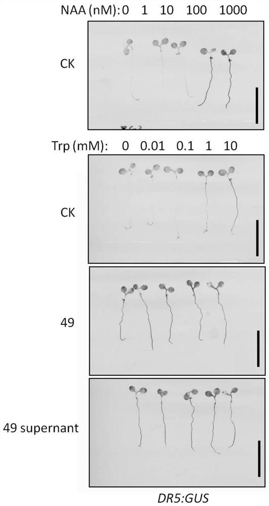 A kind of Enterobacter cloacae bacterial strain and its application