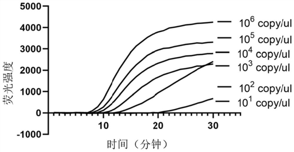 RT-RPA primer, probe, kit and detection method for detecting type II grass carp reovirus (GCRV)