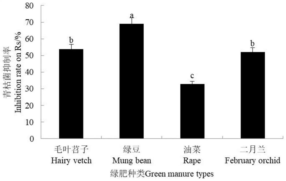 Screening method of green manure for preventing and controlling tobacco bacterial wilt