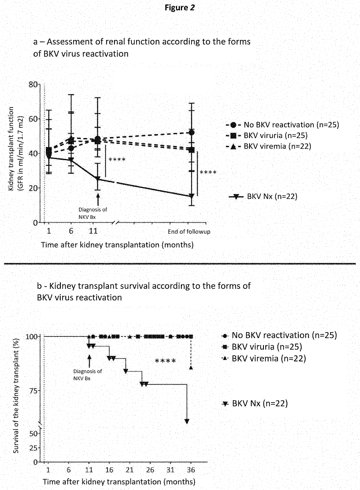 Method for stratifying the risk of BK virus nephropathy after a kidney transplant