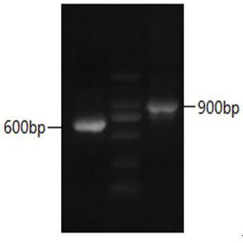 A kind of anti-goat pox virus vhh-4-2 based on Bactrian camel and its application