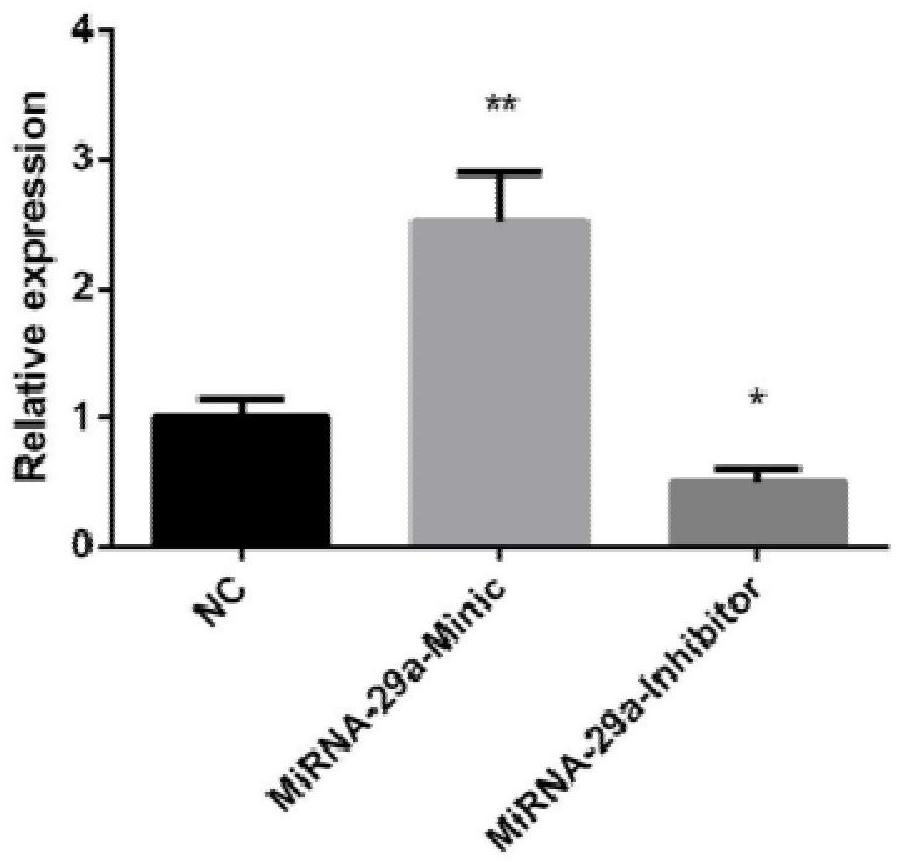 MiRNA marker related to Hu sheep muscle cell proliferation as well as detection primer and application of miRNA marker