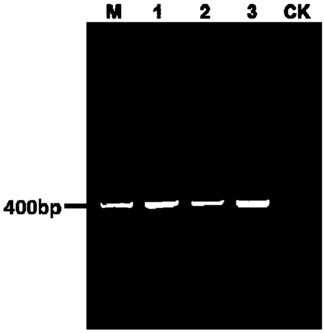 CAPS marking method for detecting avermectin resistance related gene mutation of spider mites