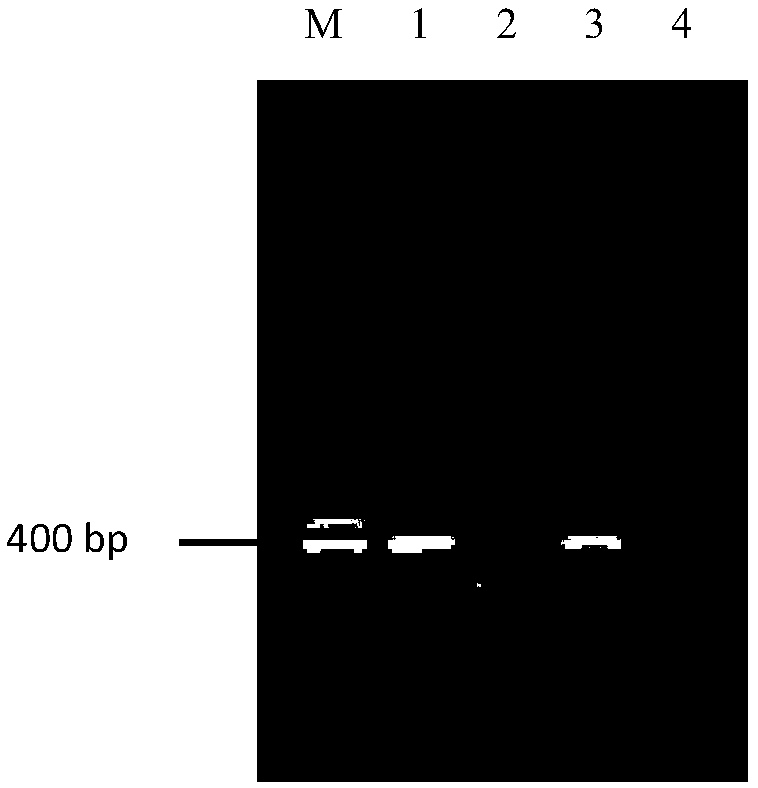 CAPS marking method for detecting avermectin resistance related gene mutation of spider mites