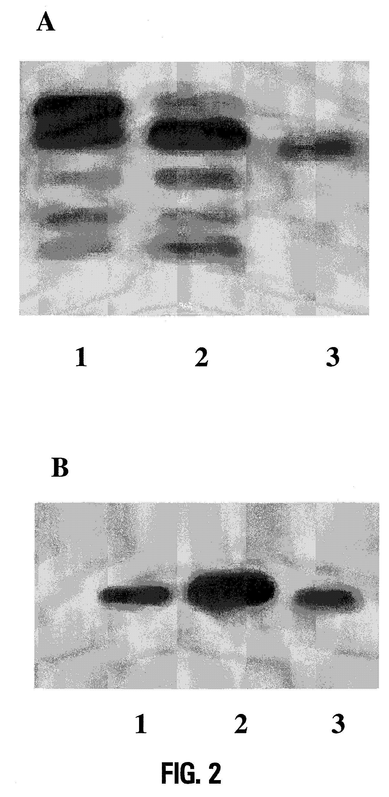 Lipid a deficient mutants of <i>Neisseria meningitidis </i>