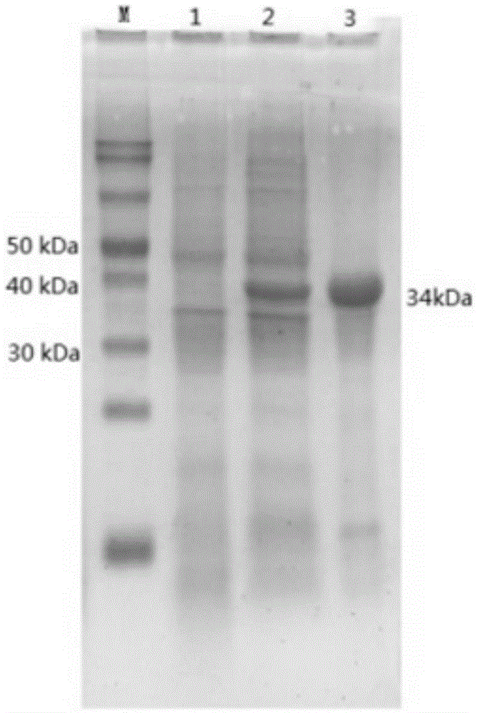 Duck parvovirus indirect ELISA (enzyme-linked immuno sorbent assay) detection reagent kit