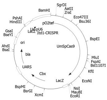 Crispr/cas9 plasmid and its construction method and usage method