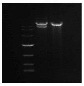 Crispr/cas9 plasmid and its construction method and usage method