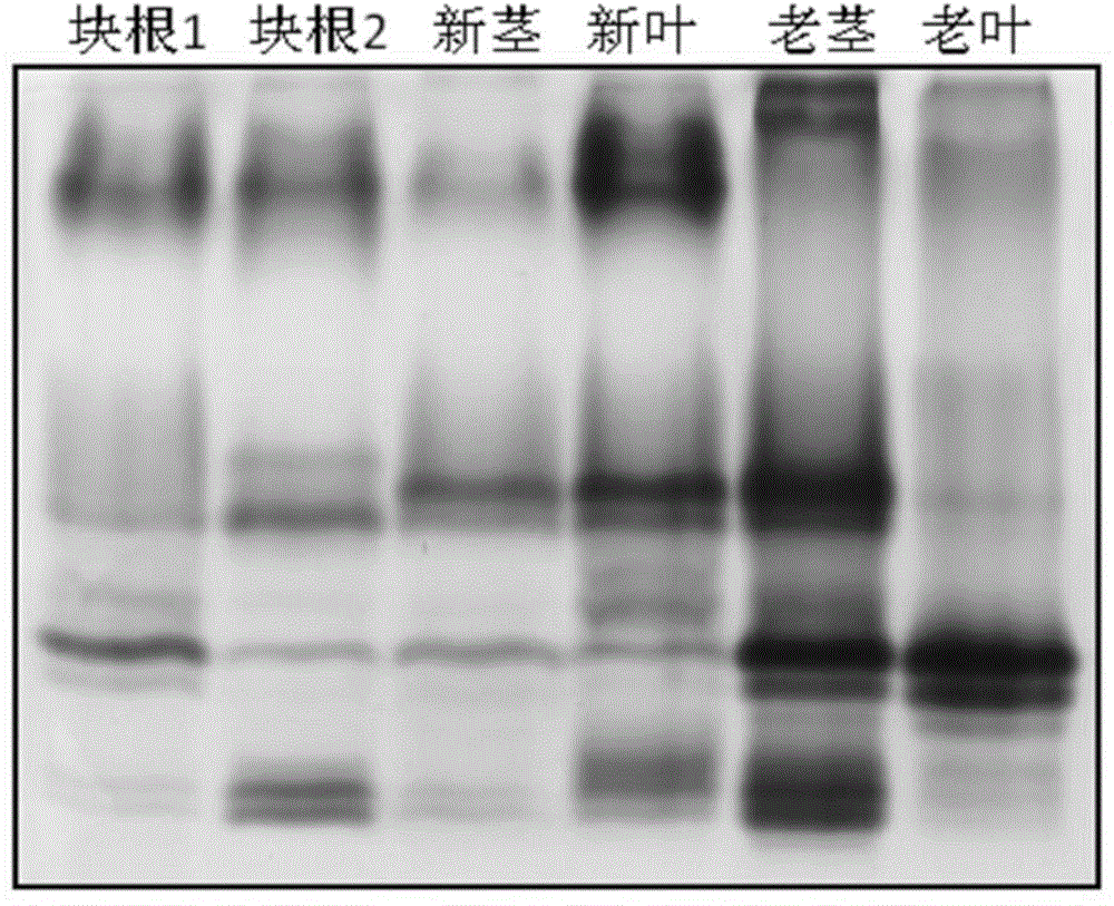 Method for extracting and preparing peroxidase from stem and leaves of sweet potato