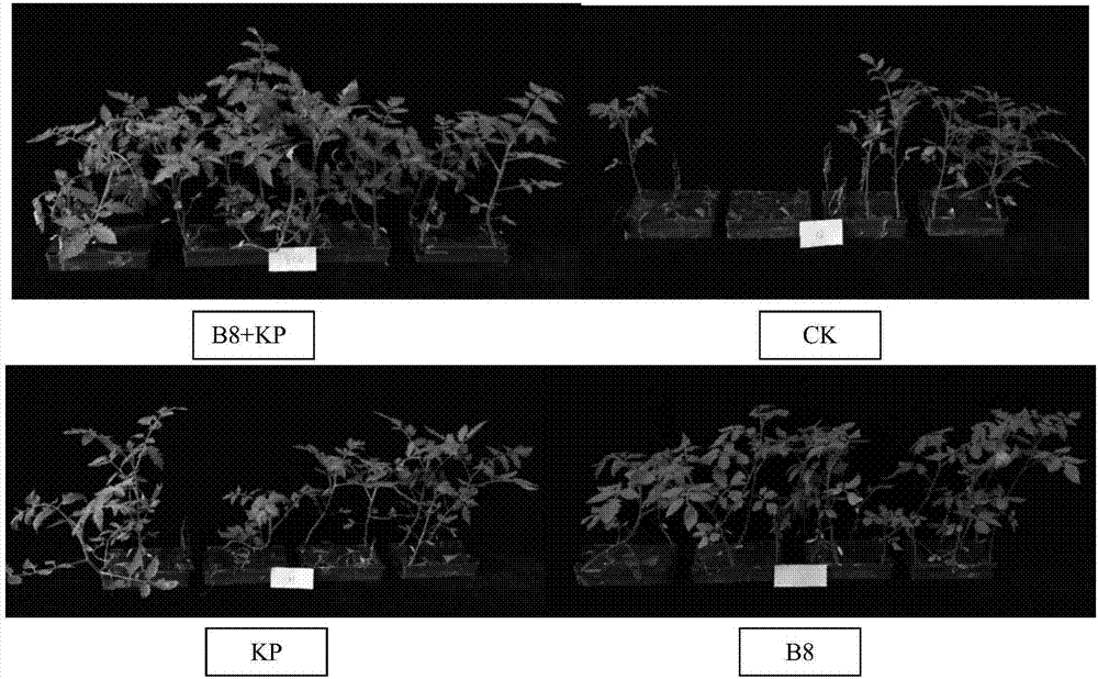 Use of combination of chemical agents and biocontrol microbes for preventing and controlling continuous cropping tomato bacterial wilt