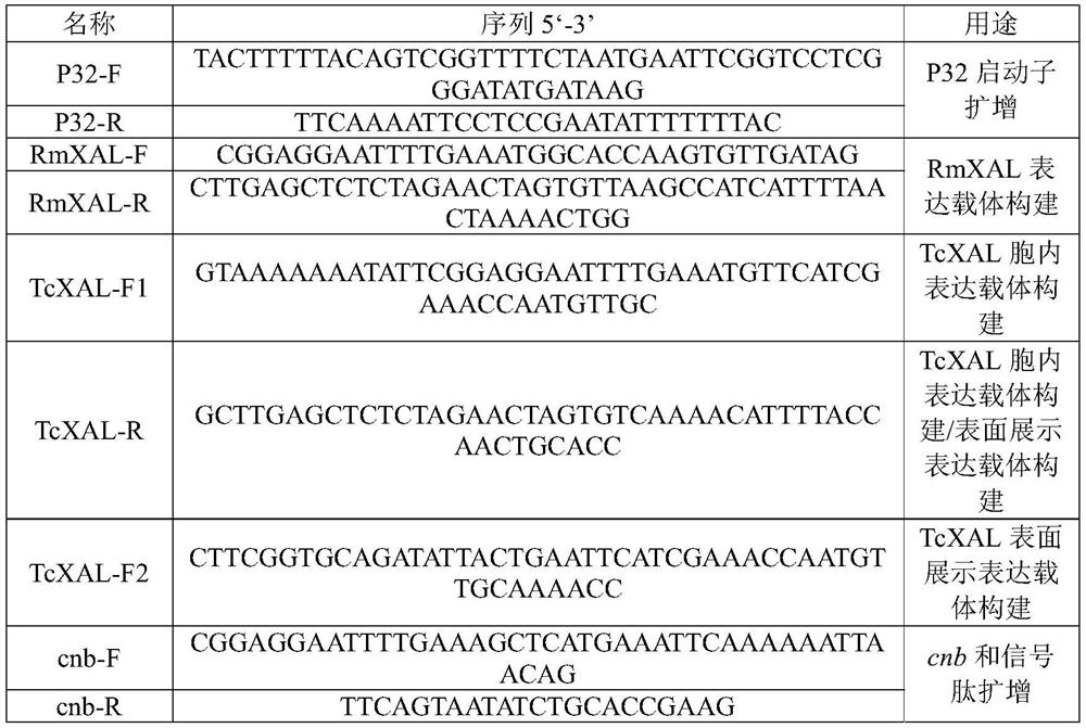 Construction method and application of probiotic engineering strain for treating phenylketonuria