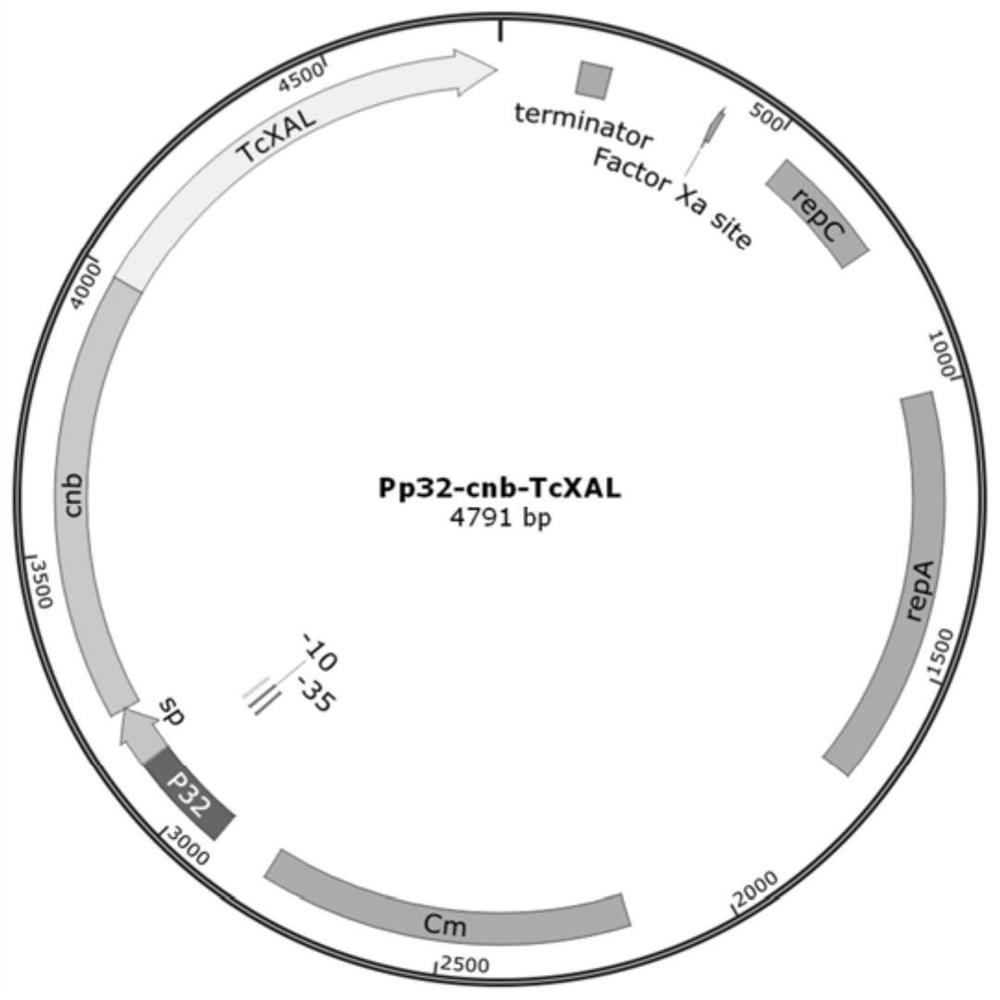 Construction method and application of probiotic engineering strain for treating phenylketonuria