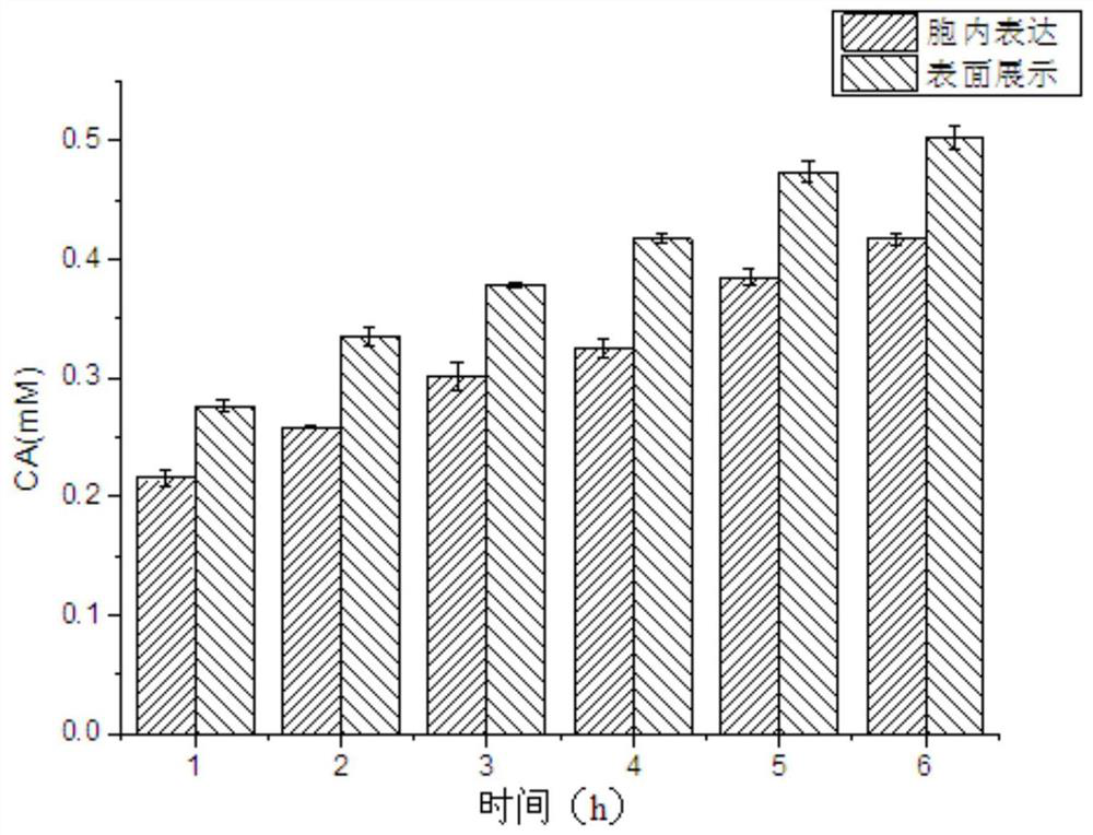 Construction method and application of probiotic engineering strain for treating phenylketonuria