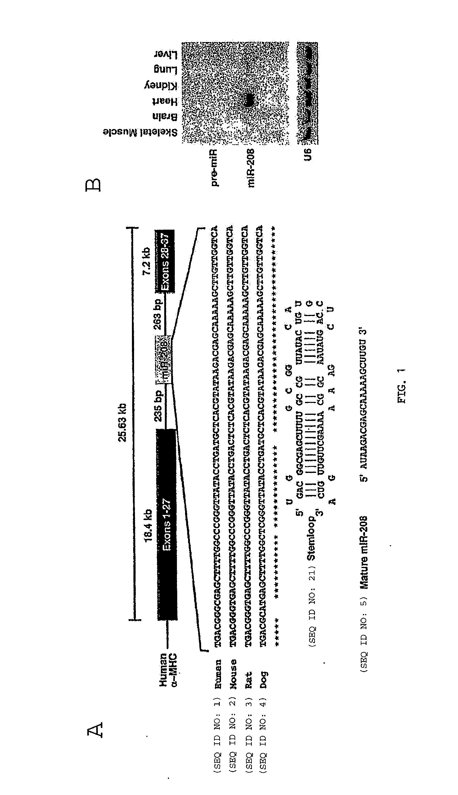 A micro-rna family that modulates fibrosis and uses thereof